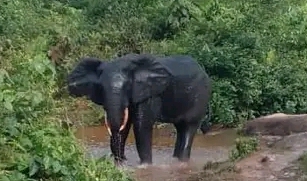 Kasaï-Central : un éléphant sème la terreur à Mikalayi et tue un homme